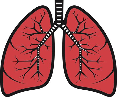 Lungs Openclipart