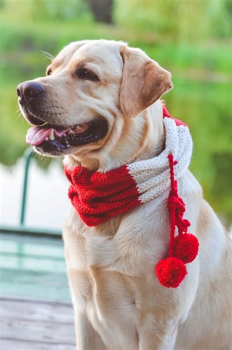 This Item Is Unavailable Etsy Christmas Scarf Dog Scarfs
