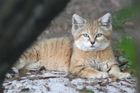 We did not find results for: Canyon, the Sand Cat, resident of Big Cat Rescue, in Tampa ...