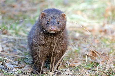 Farm laws supporting beneficial birds and managing pest birds understanding effects of multiple farm management. Maryland Biodiversity Project - Mink (Neovison vison)
