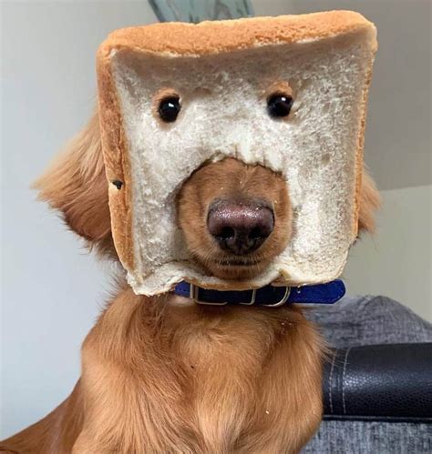 Weitere ideen zu gif bilder lustig, bilder, lustige bilder. Bilderparade DLIII | Lustige tierbabys, Gif lustig tiere ...