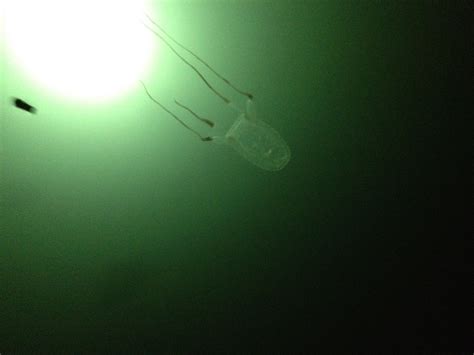 Box Jellyfish In South Florida Jellywatch