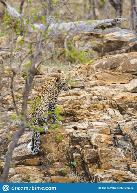 Leopard Panthera Pardus Taken In Kruger Park South Africa Stock