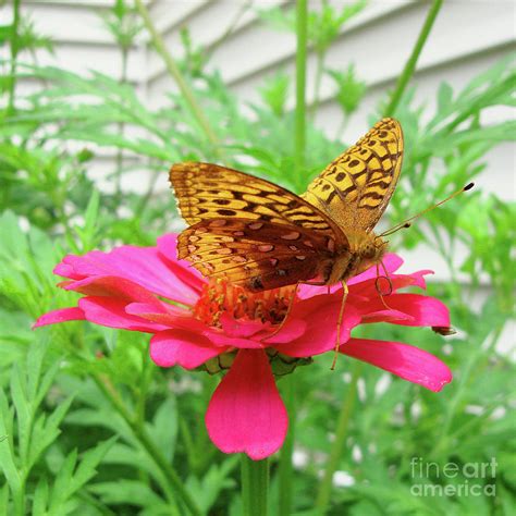 Great Spangled Fritillary And Zinnia 4 Photograph By Amy E Fraser Pixels