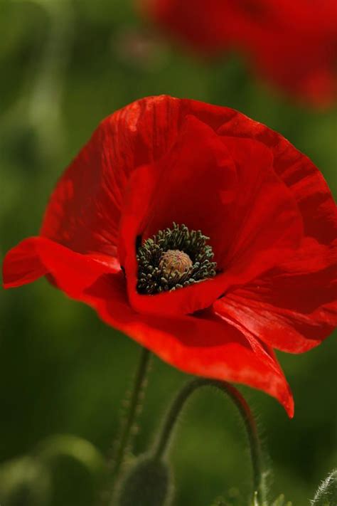Truly Red Oriental Poppy Wildflower | Red flowers, Flower photos