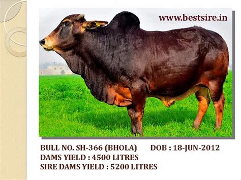 Frozen Cattle Semen Pregmax Hf 101 Pack Size 20 At Rs 75piece In Panipat