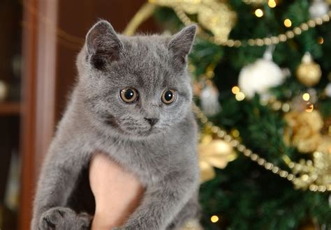The Angel of Cuteness: Russian Blue Cat Personality ...