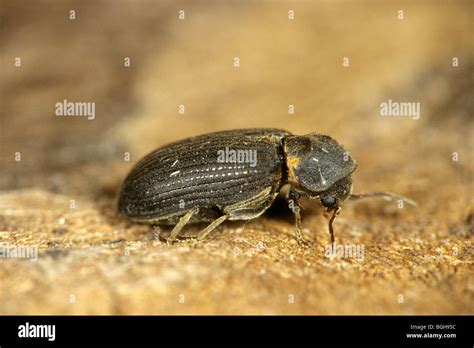 Common Death Watch Beetle Hadrobregmus Pertinax Anobium Pertinax