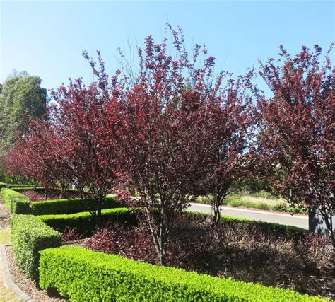 Maybe you would like to learn more about one of these? Purple Leaf Ornamental Plum - Prunus Nigra | Prunus ...