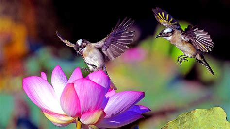 Wallpaper Id 715814 Flower Bird Fauna Passerine Flora Little