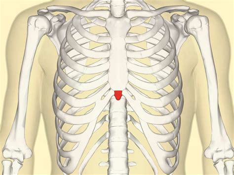 A Look At The Xiphoid Process A Tiny Bone Structure Within The Sternum