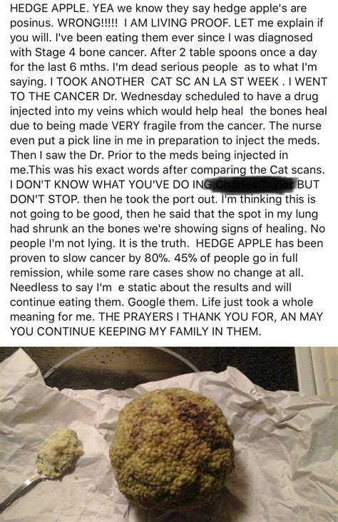 Can you eat hedge apples? Horse Apples Edible