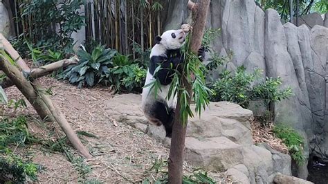 20221221 Giant Panda Kai Kai 凯凯 Came Out For Lunch River Wonders