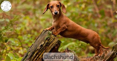 The Dachshund Dog Breed Discover The 6 Different Varieties