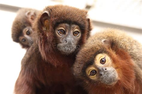 Titi Monkey - Come See Our World