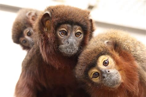 Instead, i was divorced, childless, and stuck on a very turbulent boat with my parents, younger sister, and my sister's complete jerk of a husband. Titi Monkey - Come See Our World