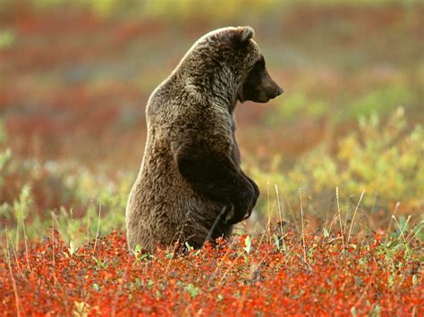 Grizzly Bear Denali National Park Alaska