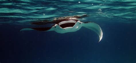 The Magnificent Manta Ray Critter Science
