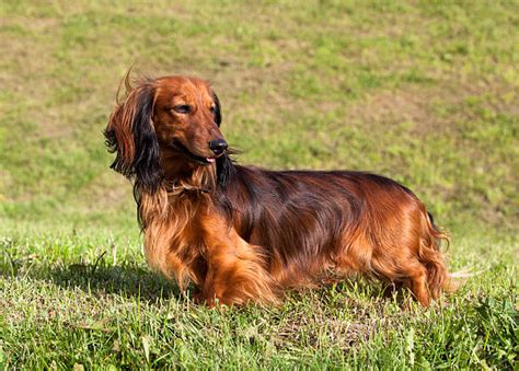 Best Long Haired Dachshund Stock Photos Pictures And Royalty Free Images
