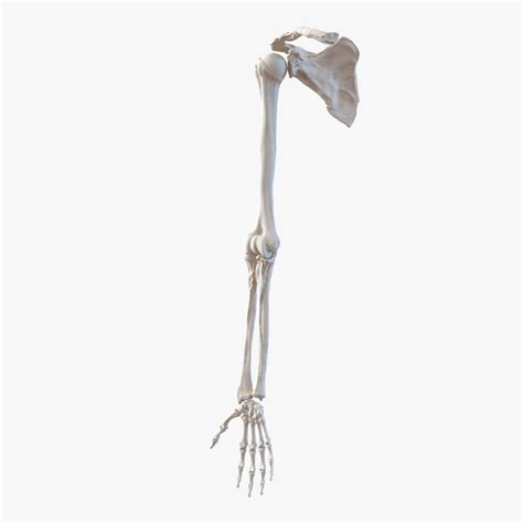 · brachialis, brachio, and brachii pertain to the upper arm. human arm bones 3d model