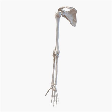 Bio4 lab bones practical learn with flashcards, games and more — for free. human arm bones 3d model