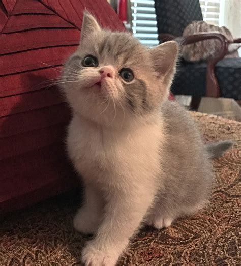 Do you follow a great account on instagram. Exotic Shorthair Cats For Sale | Fort Worth, TX #278791