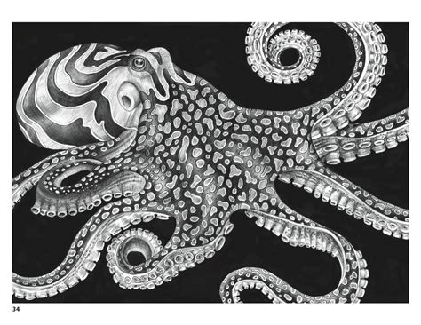 Intricate Ink Animals In Detail Coloring Book Octopus Ink Drawing