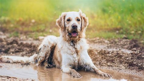 Why Do Dogs Love Mud Why Dogs Love Rolling In Mud Barking Royalty