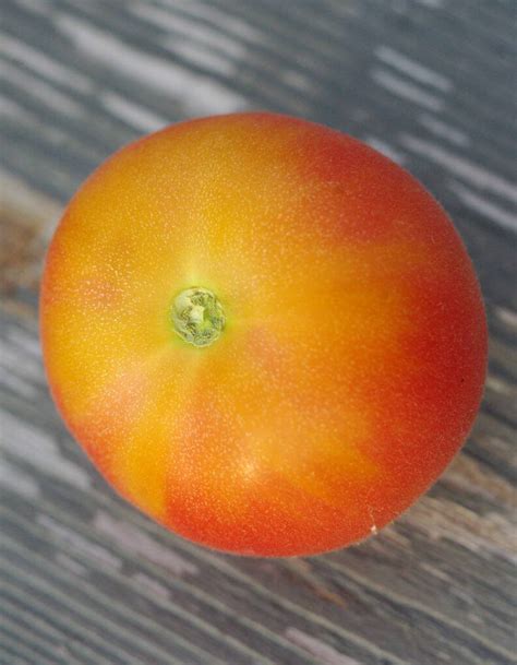 We did not find results for: Photo #62139 | Wapsipinicon Peach Heirloom Tomato | plant lust