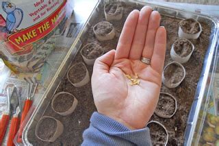 An Easy Way To Start Seeds Indoors Birds And Blooms