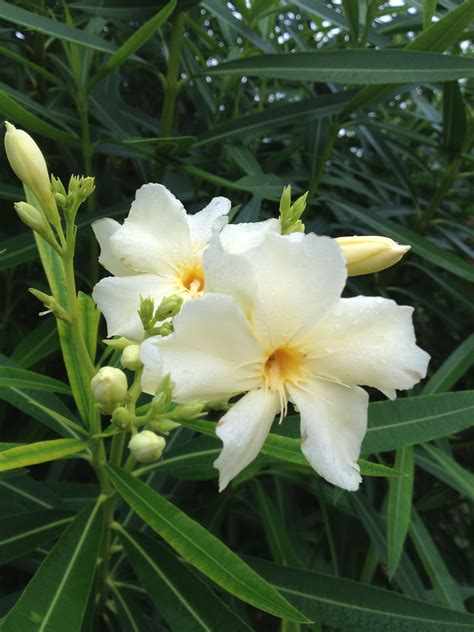 Intimate items (for health/hygiene reasons). Flowering plants of Naples, FL | Planting flowers, Plants ...