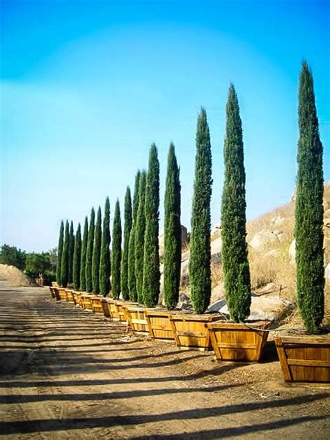 Willow trees are also quite prevalent in folklore and myths. Italian Cypress | The Tree Center™