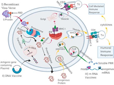 The pause is due to reports of blood clotting in six people who have. COVID-19 백신, 어디까지 진행되었을까?