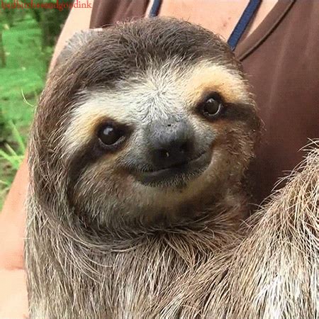We did not find results for: Sloth GIF - Find & Share on GIPHY
