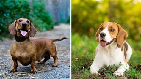 Cachorros Dachshund Beagle Mix Una Adorable Mezcla De Dos Perros