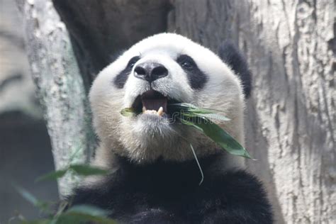 Funny Pose Of Giant Panda Stock Photo Image Of Cute 121023274