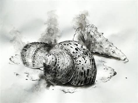 Seashells By Mich Spich On Deviantart