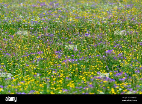 Wildflower Meadows In Swaledale Full Of Colours And Various Different
