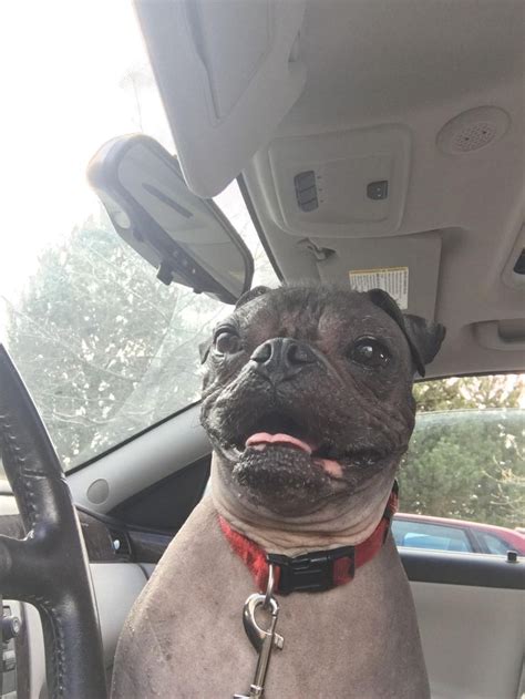 A Small Dog Sitting In The Drivers Seat Of A Car With Its Tongue