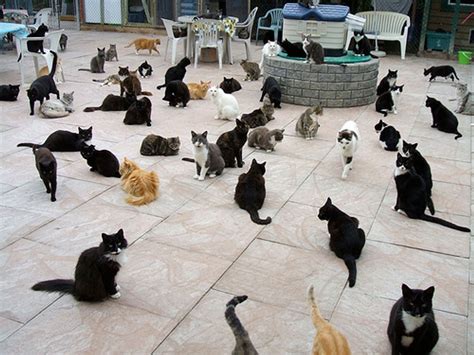 Raps Cat Sanctuary Love Meow