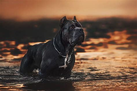 Find cane corso puppies and breeders in your area and helpful cane corso information. Character and personality of Cane Corso - Cane Corso Dog