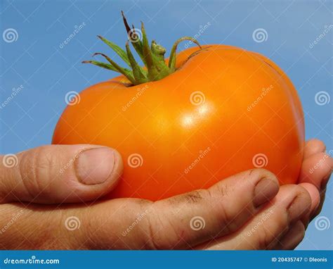 Big Orange Tomato Stock Image Image Of Farmer Garden 20435747
