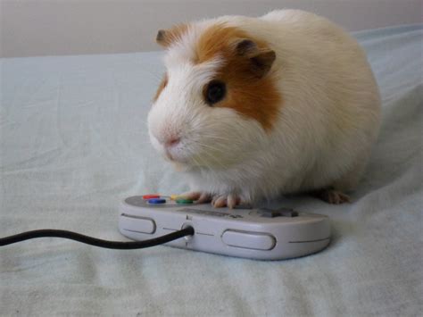 Cuz Its There Gamer Hamster