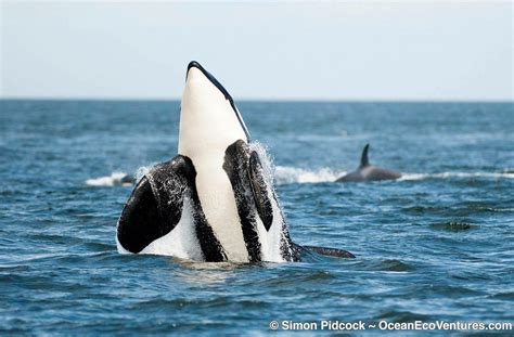 Vancouver Island Whale Watching Highest Orca Sightings British Columbia