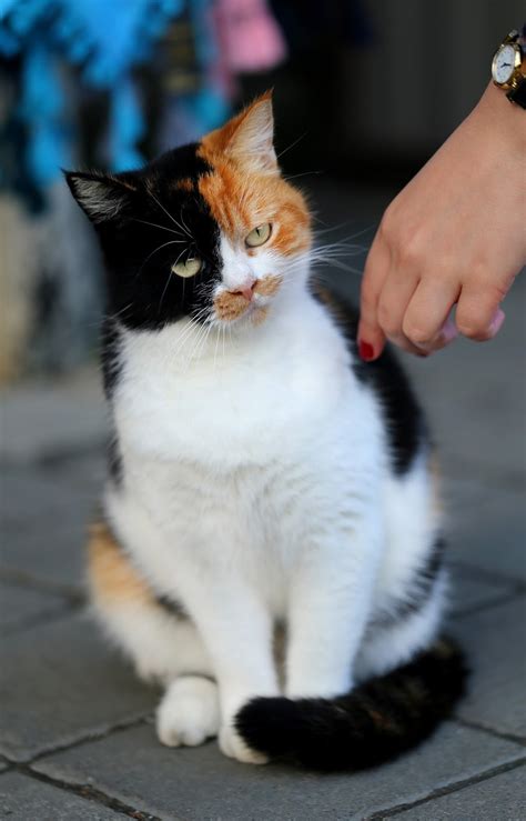Supposing you don't, i've written it as simply as possible. The Cuddlywumps Cat Chronicles: Survey Says Calico and ...