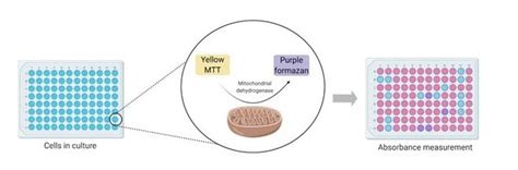 Mtt Assay Protocol For Cell Viability And Proliferation