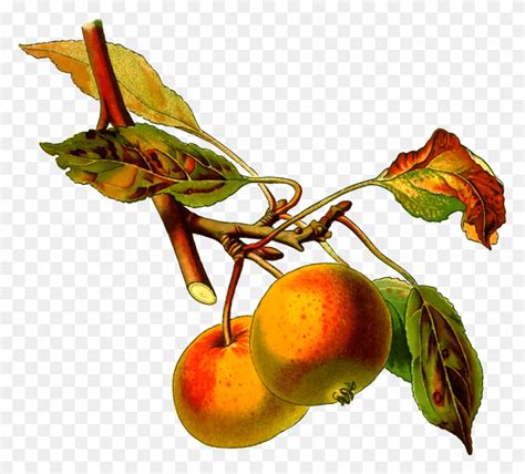 Onlinelabels Clip Art Fruit Tree Png Flyclipart