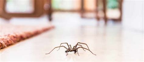 Whats The Best Way To Beat Arachnophobia Bbc Science Focus Magazine