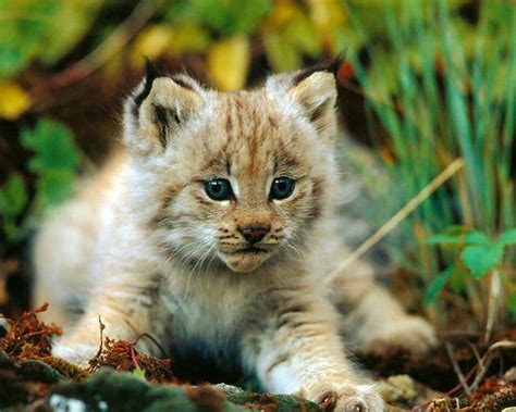 Maybe you would like to learn more about one of these? Bobcat? | Baby animals pictures, Animals beautiful, Cute ...