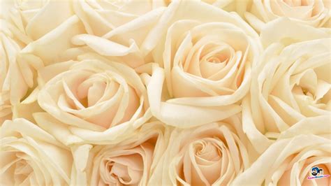 Top Imagen White Roses Background Thpthoanghoatham Edu Vn